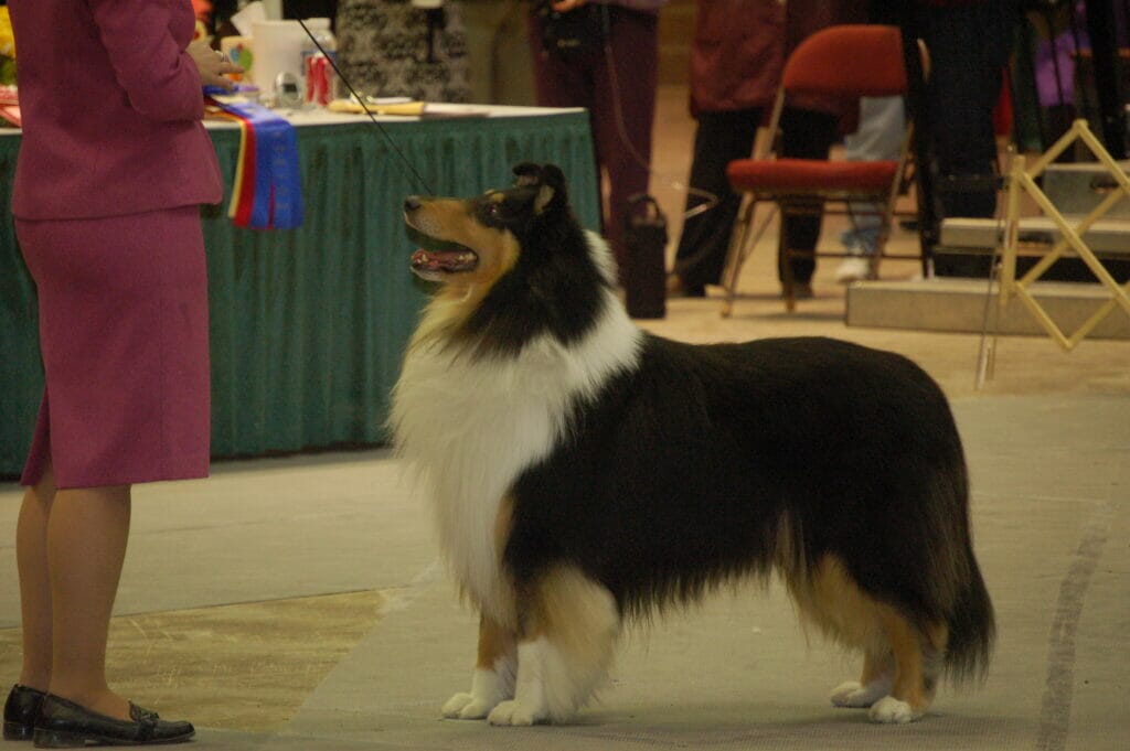 Tri-Color Collie - Ch. Southland's Turn Back the Time