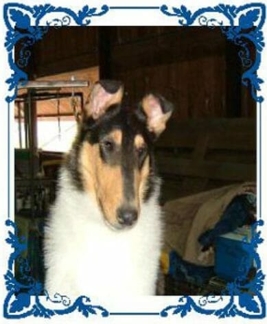 Tri-Color Smooth Collie - Ch. Wyndlair Baliclare Let's Roll