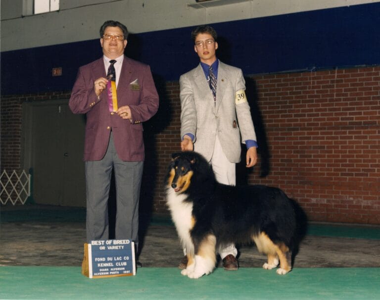 Tri-Color Collie - Ch. Wyndlair Midnight Audition