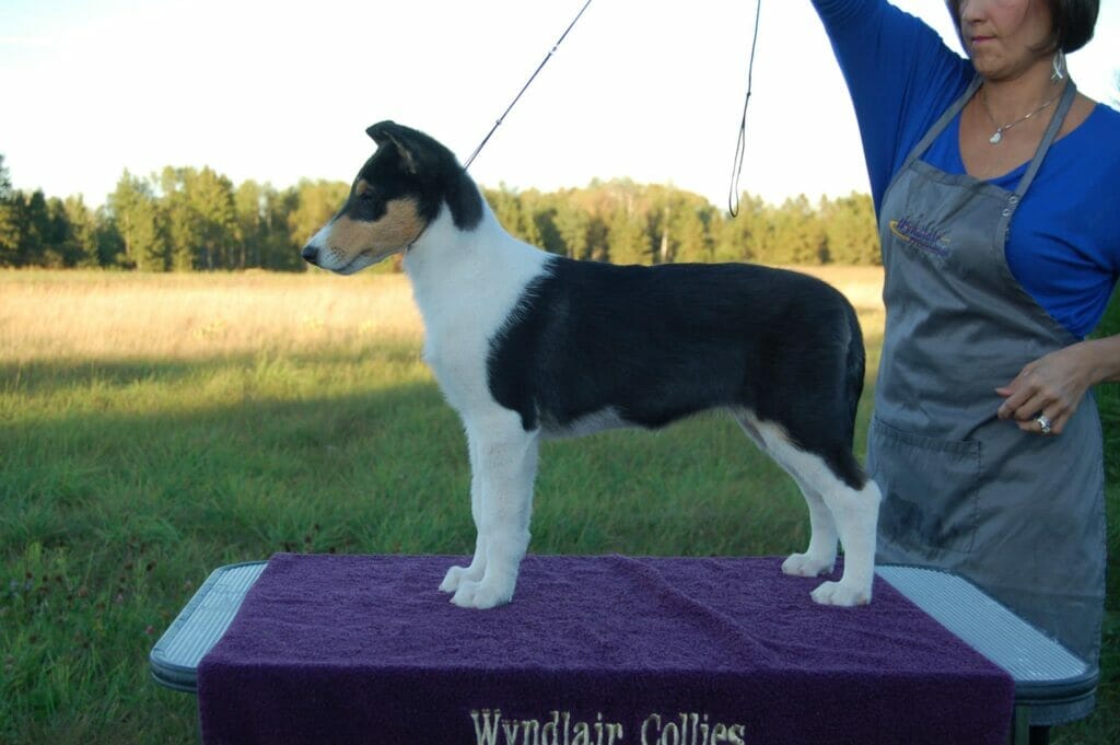 Ch. Wyndlair Classique Enchanted - Tri-Color Smooth Collie puppy