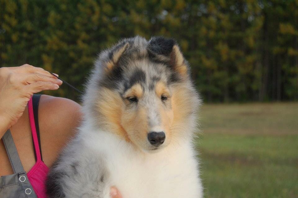 Ch. Wyndlair Arindel Zaikov - Blue Merle Collie Puppy