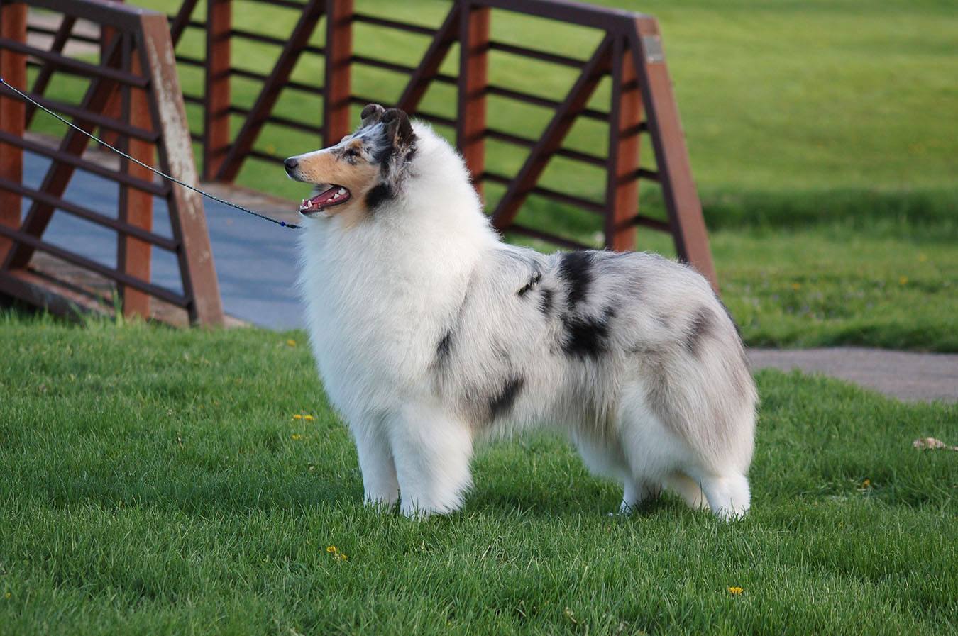 Blue Merle Collie - Wyndlair Amen Hallelujah