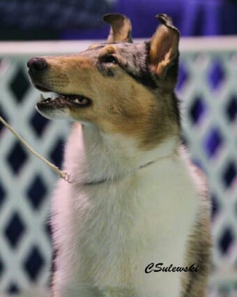 Ch. Wyndlair Pennylane Sweet Acquisition - White-factored Blue Merle Smooth Collie