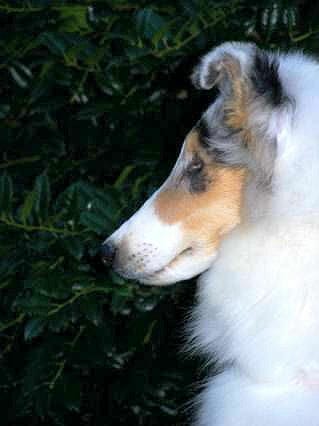 double-dilute-merle-collie_wyndlair-avalanche_puppy-head-profile