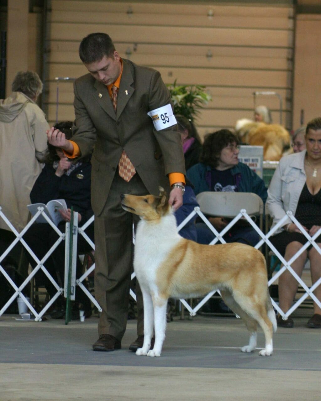 sable-merle-smooth-collie_classique-wyndlair-alliance_cca-ring