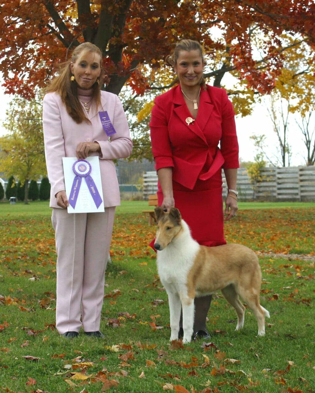 sable-merle-smooth-collie_classique-wyndlair-alliance_nwcc-winners
