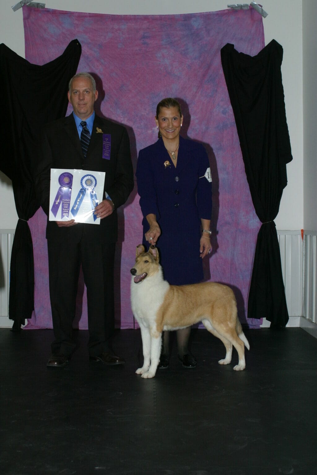 sable-merle-smooth-collie_classique-wyndlair-alliance_nwcc-winners2