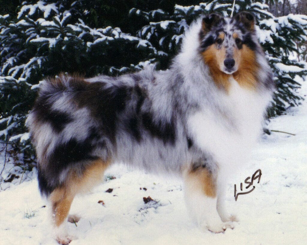 Blue Merle Collie Canada - Ch. Wyndlair Thunder Heart