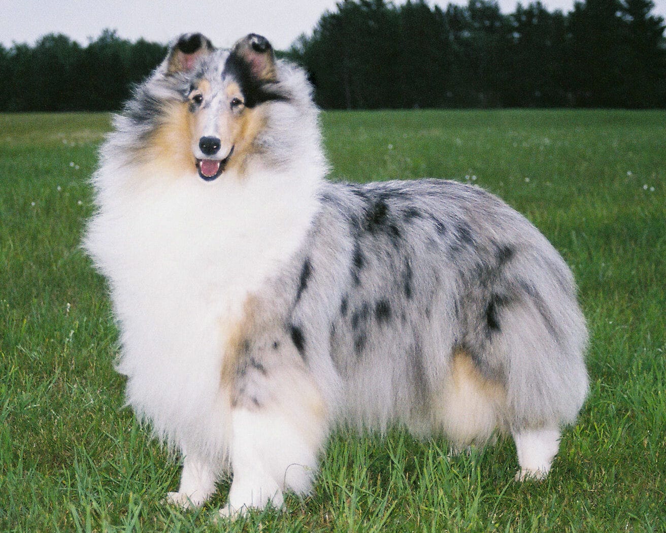 Blue Merle Collie - Ch. Twin City Wyndlair Anthem