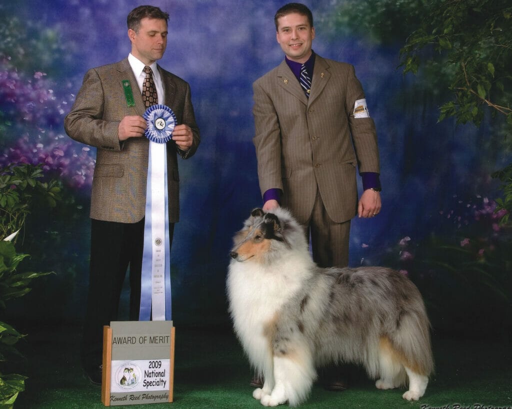 Blue Merle Collie | Ch. Twin City Wyndlair Anthem