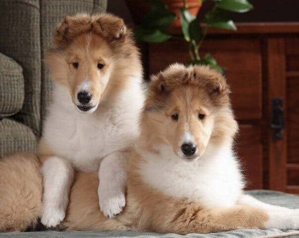 Sable Collie Puppies