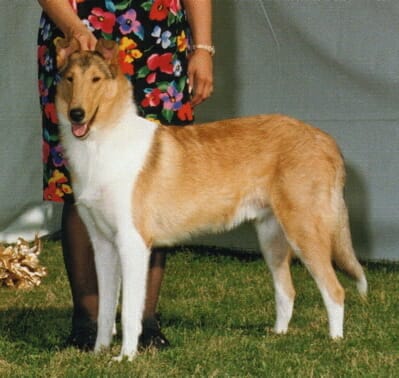 Sable Smooth Collie - Ch. Classique Cutting Edge, HIC