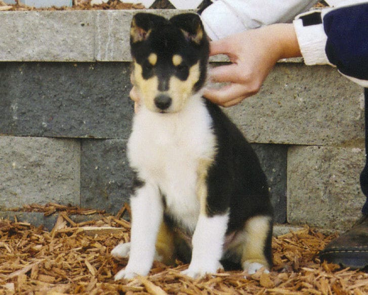 Smooth Tri-Color Collie Puppy - Ch. Wyndlair Baliclare Let's Roll