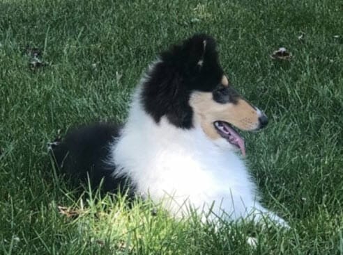 Tr-Color Collie Puppy laying in grass