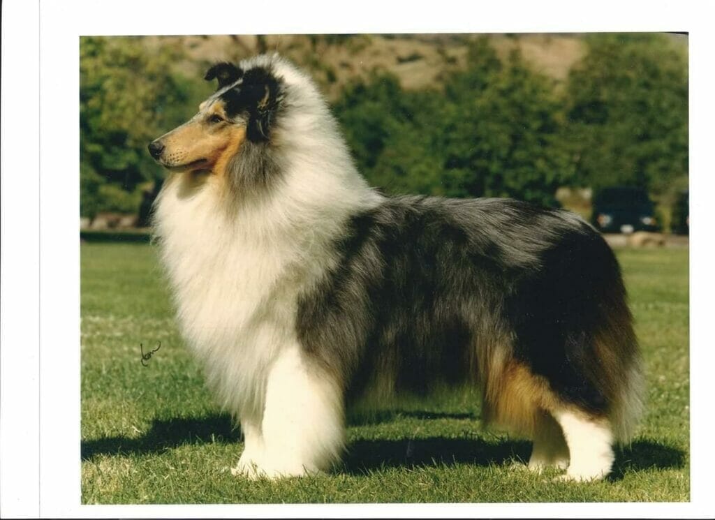 Gambit's Freeze Frame - Blue Merle Rough Collie