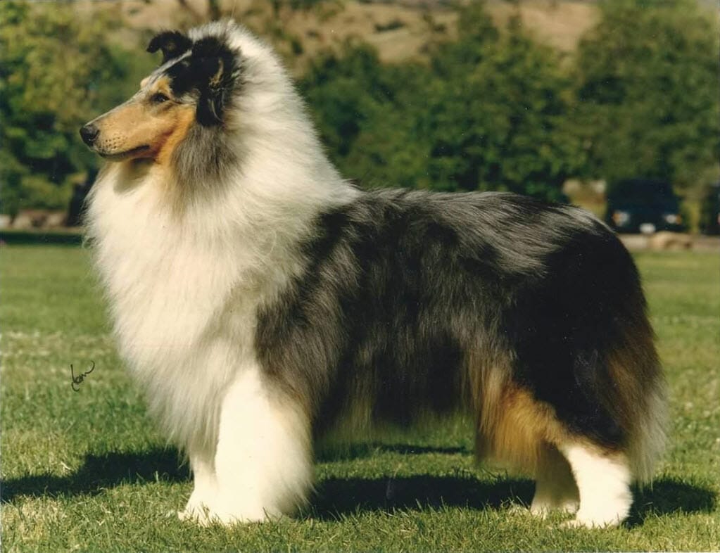 Ch. Gambit's Freeze Frame - Blue Merle Rough Collie