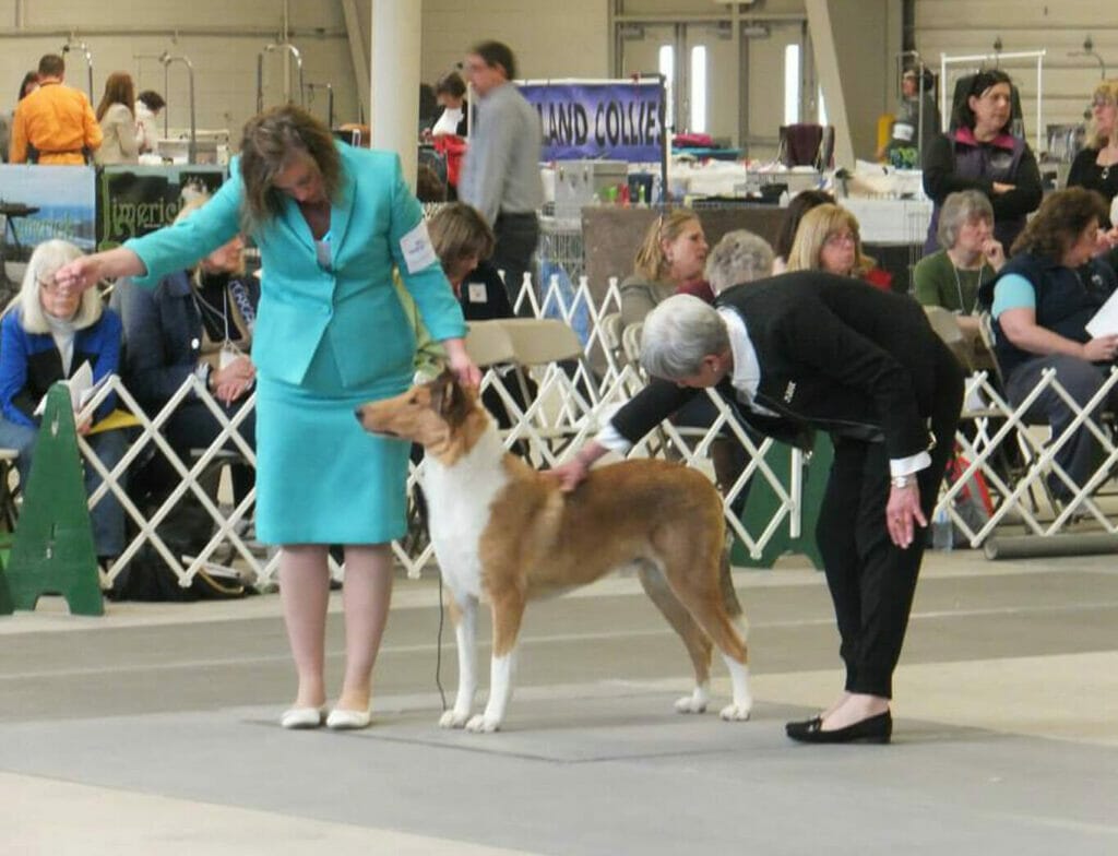 Nioma Coen Collie Club of America