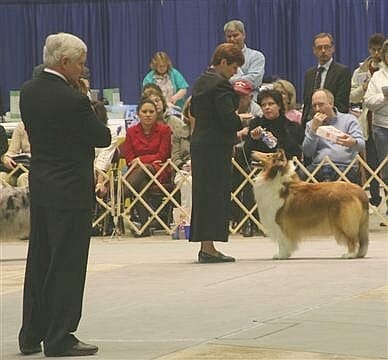 Tom Coen Macdega Shelties