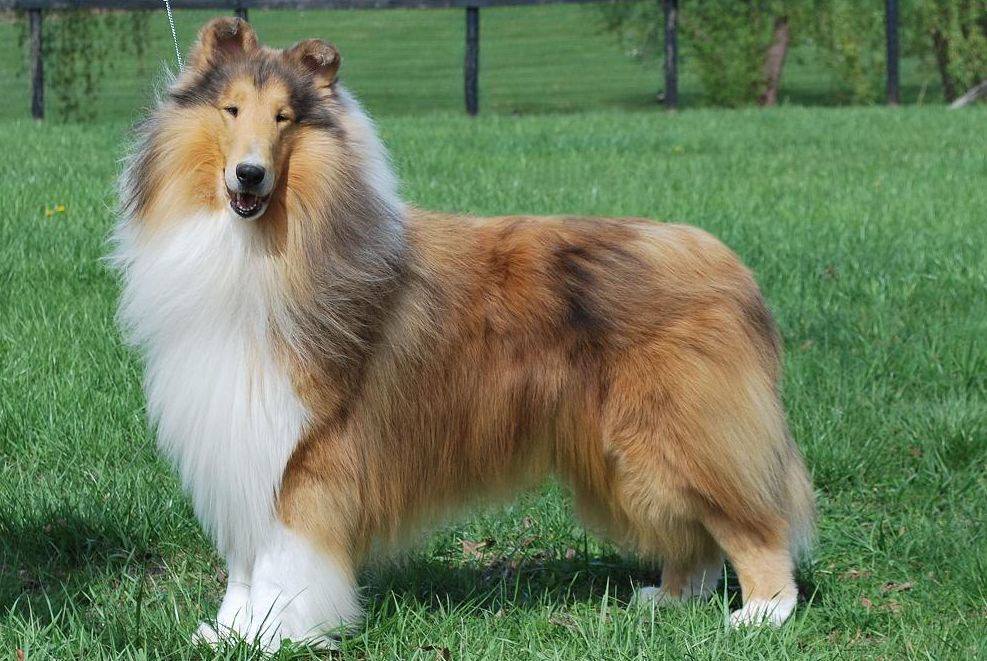 Rough Collie Smooth Collie Coat Colors Wyndlair Collies