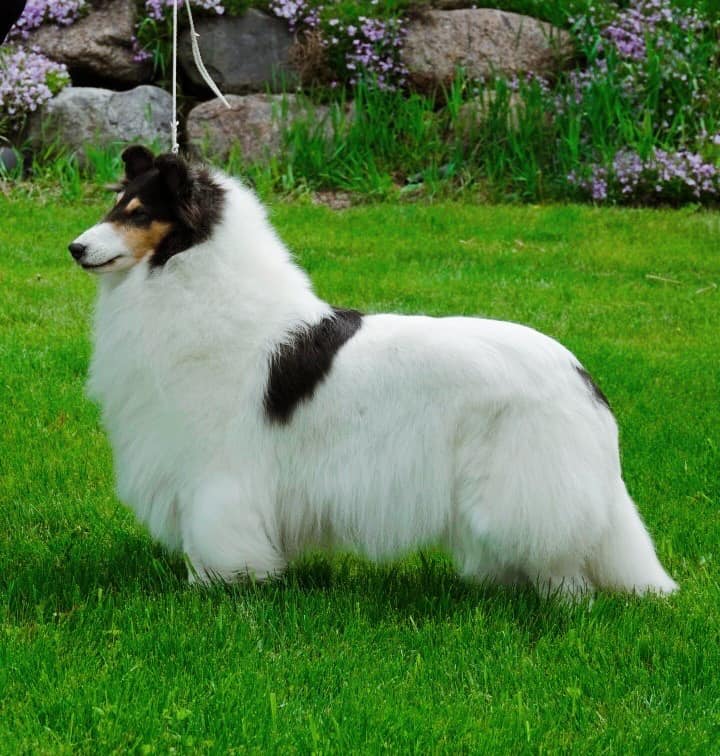 White Rough Collie