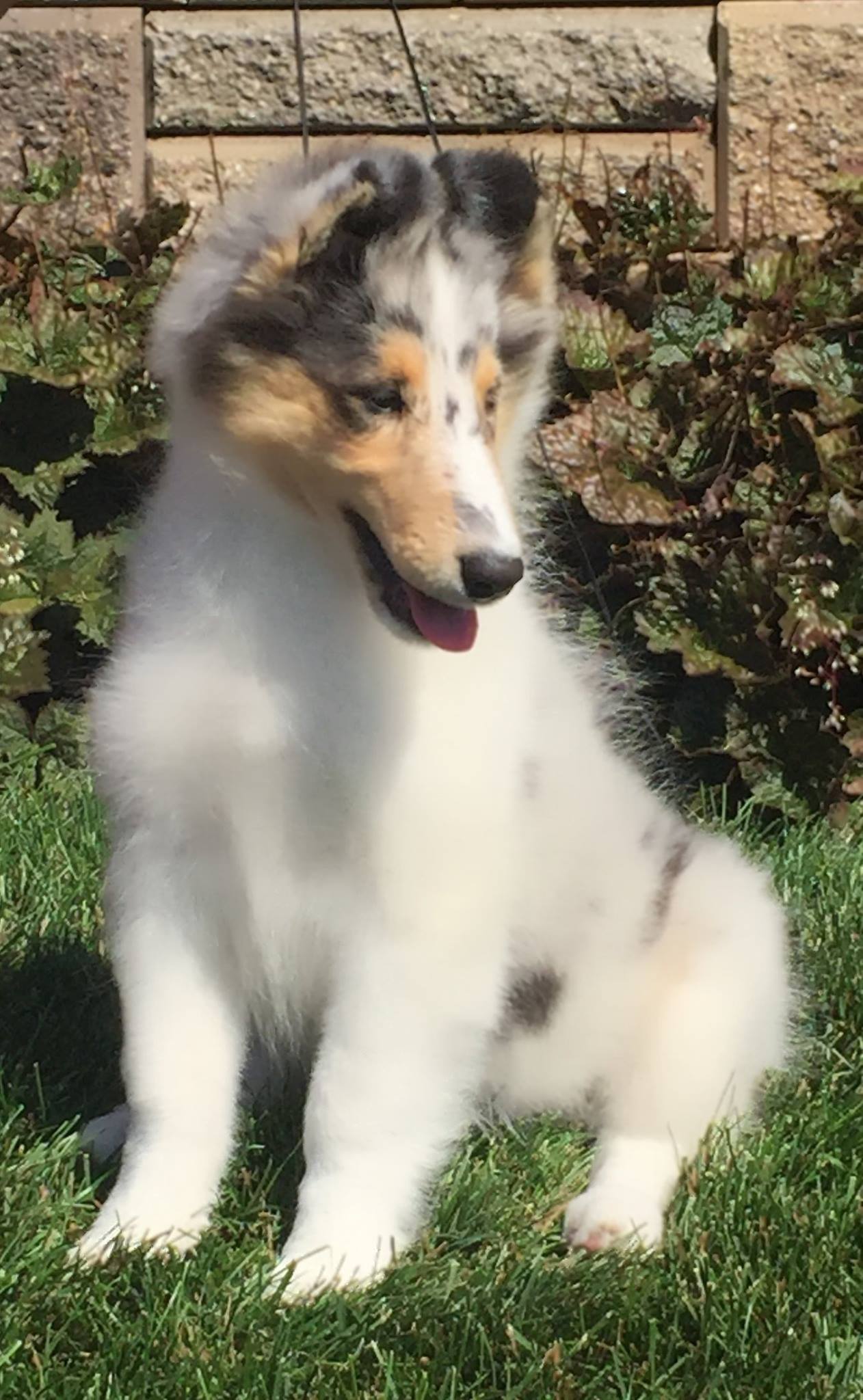 wyndlair amen hallelujah blue merle collie puppy