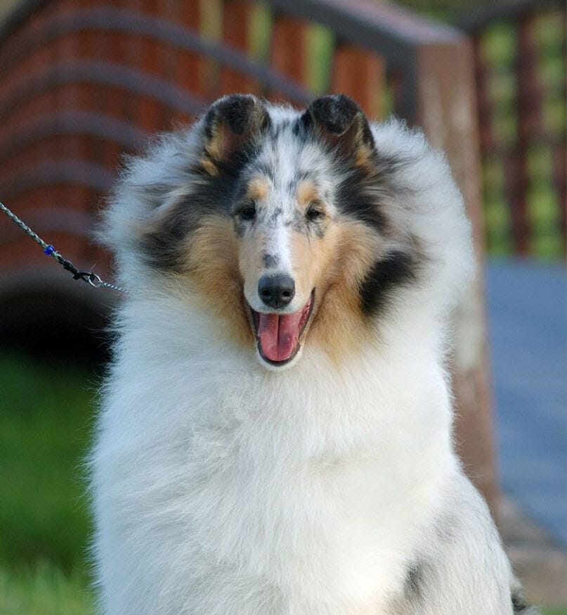 blue-merle-collie_wyndlair-amen-hallelujah_face-2