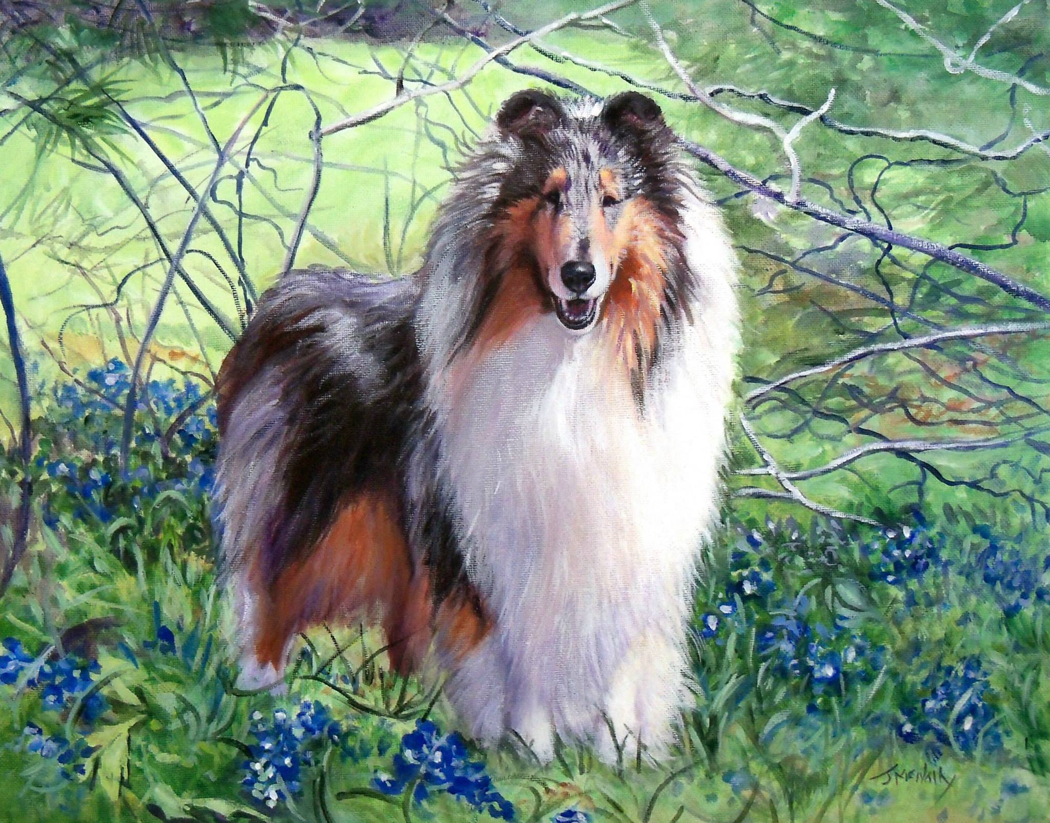 blue-merle-collie_wyndlair-momentum_painting