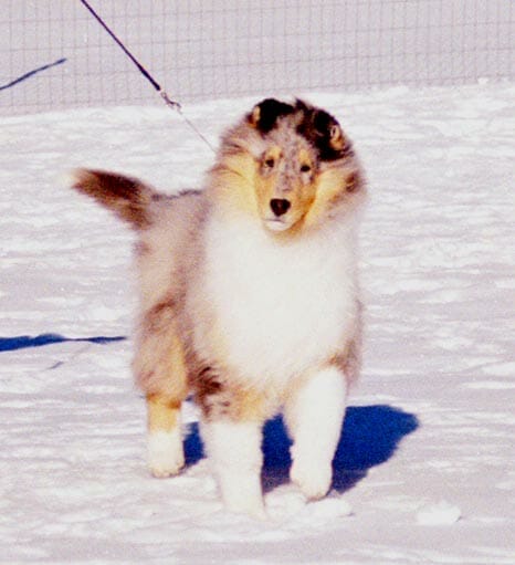 blue-merle-collie_wyndlair-momentum_puppy-3