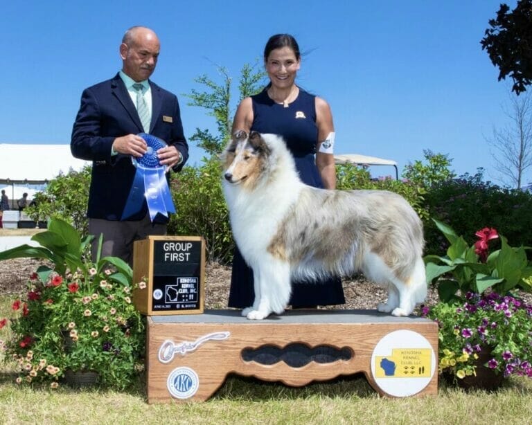 Blue Merle Rough Collie Herding Group 1 GCh. Wyndlair Star Spangled