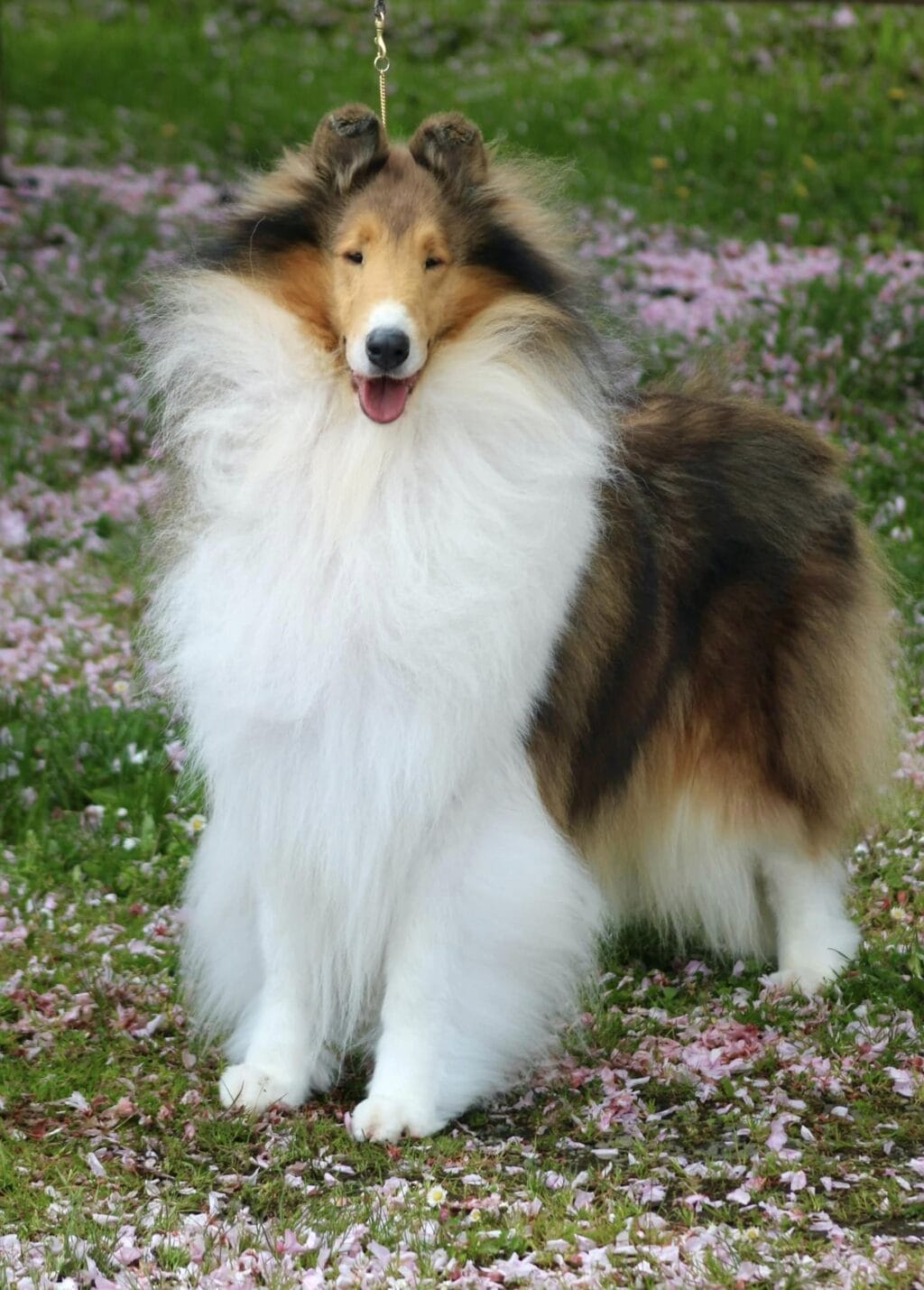 Photo of MBISS GCHS. Aurealis Play For Keeps, a Sable (white-factored) Collie (Rough).