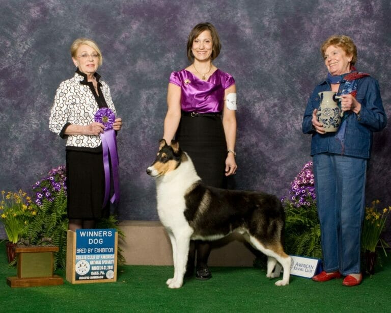 ch. classique midnight vision Collie Club of America