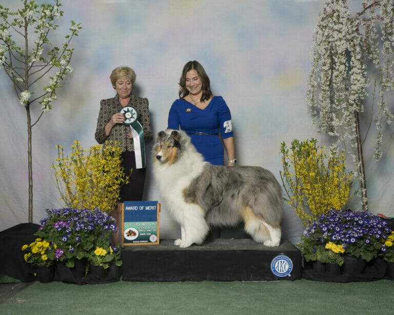 Ch. Wyndlair National Anthem - 2022 CCA Award of Merit - Nancy Anstruther - Tallywood