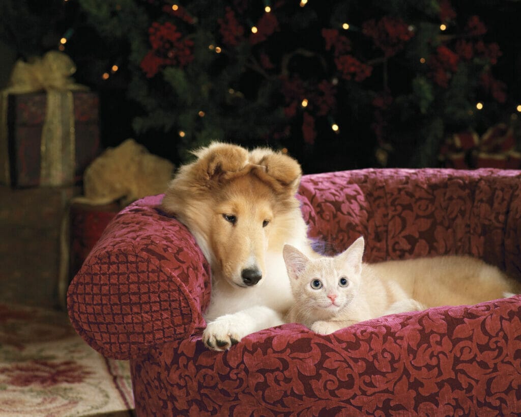 Christmas Collie sitting with Kitten