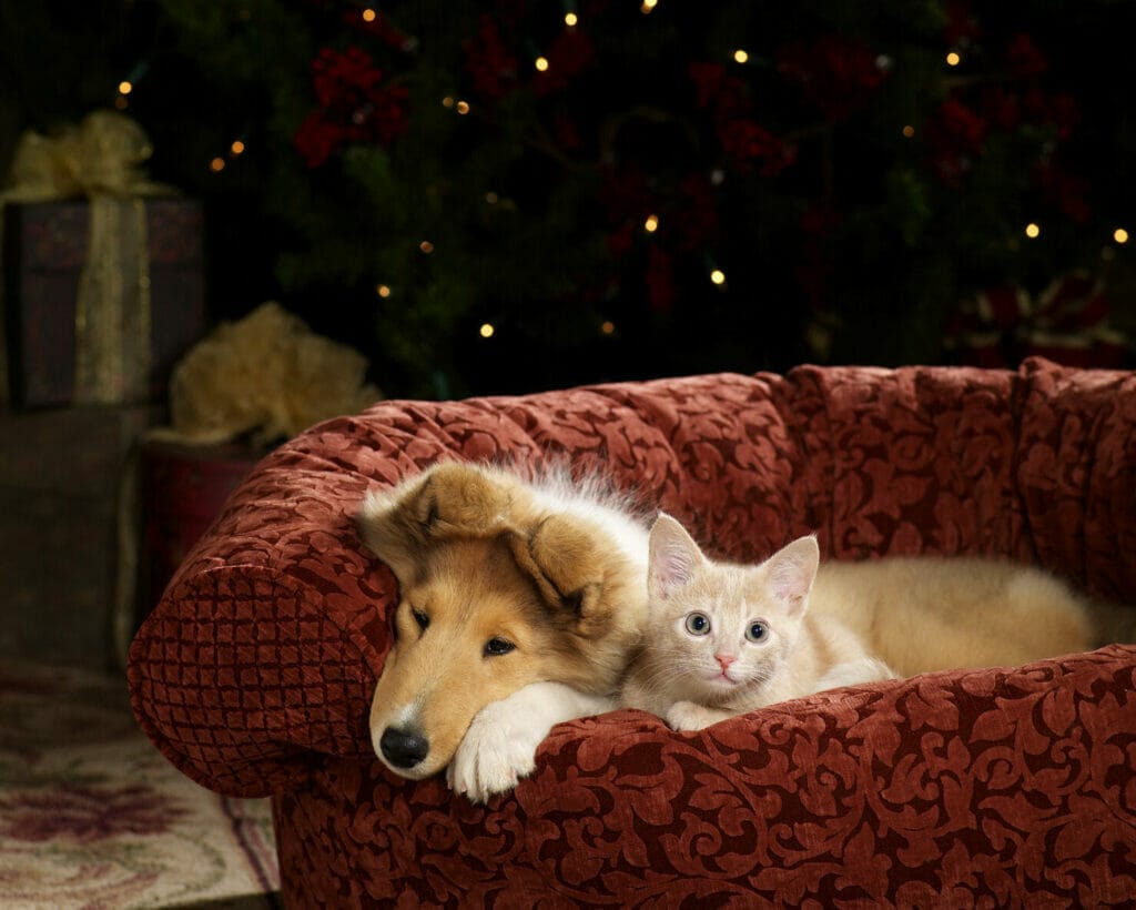 Christmas Collie with Kitten