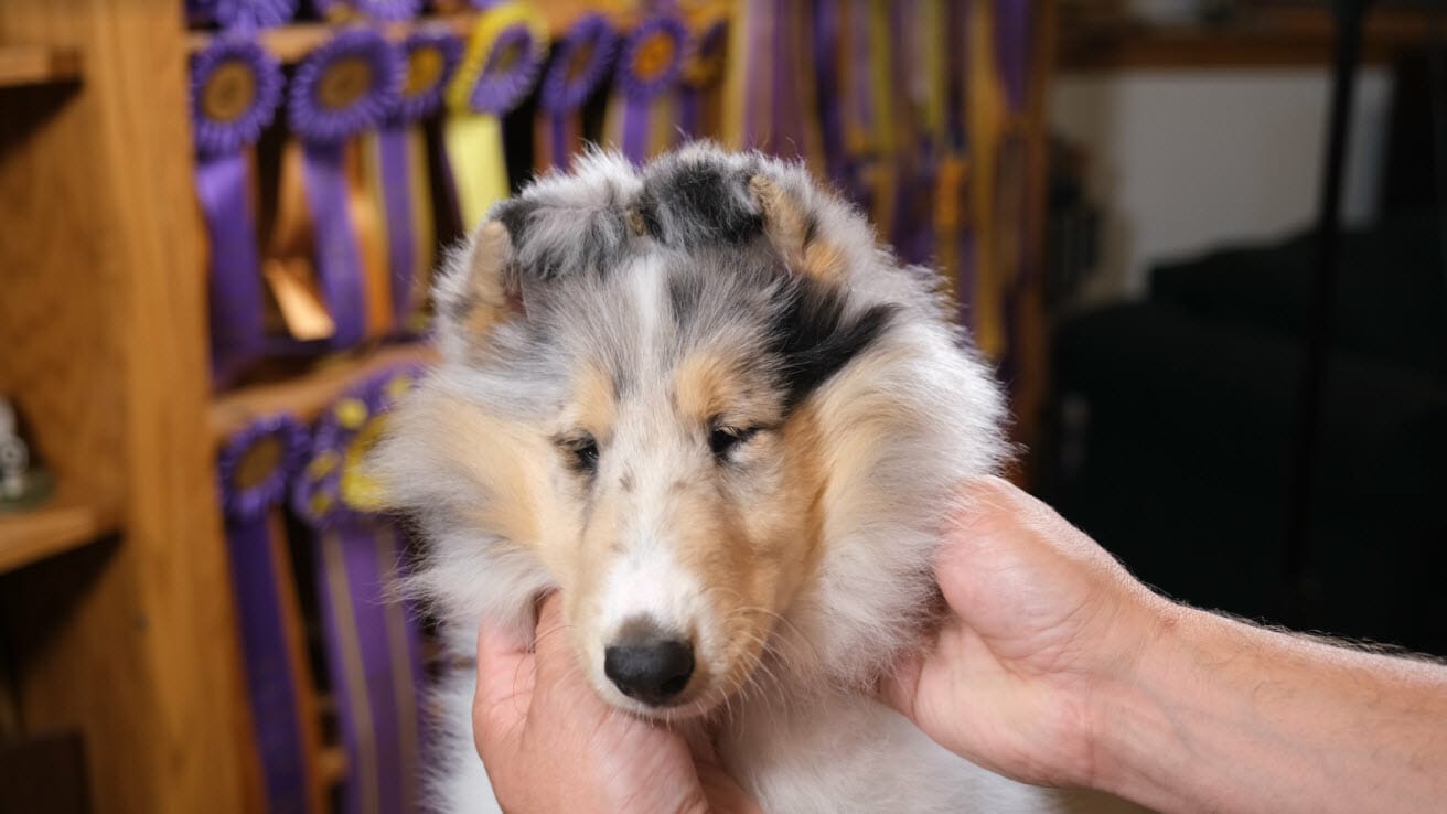 Collie Puppy Ear Taping & Bracing