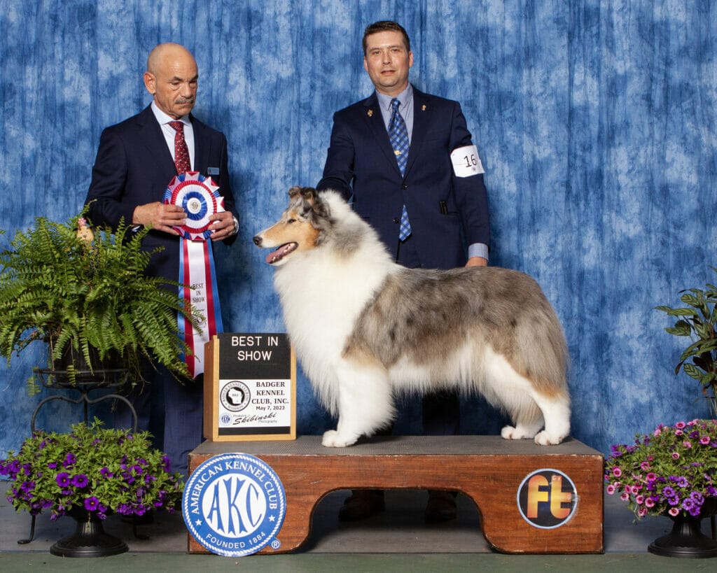 Wyndlair-Star-Spangled-Best-In-Show-Badger-KC-Madison-Wisconsin