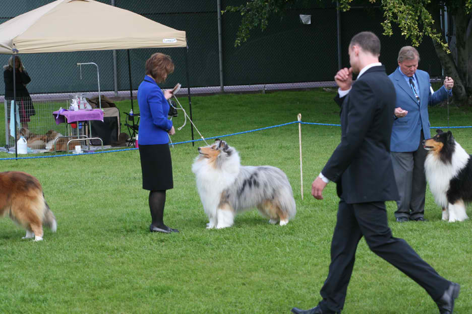 Photo of MBIS/MBISS GCHP Ch. Wyndlair Cherokee Vindication, a Blue Merle Collie (Rough).