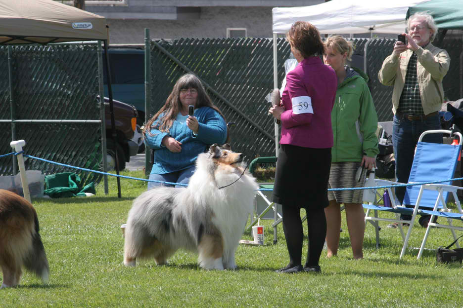 Photo of MBIS/MBISS GCHP Ch. Wyndlair Cherokee Vindication, a Blue Merle Collie (Rough).