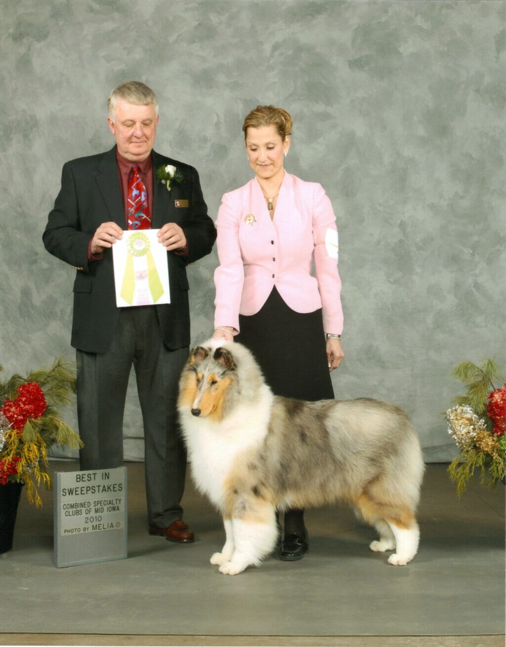 blue-merle-collie_wyndlair-rachel-alexandra_iowa
