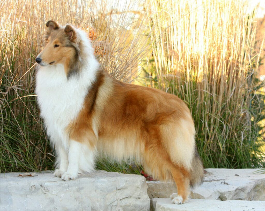 sable-rough-collie_wyndlair-madison-avenue_collie-standing-on-rock