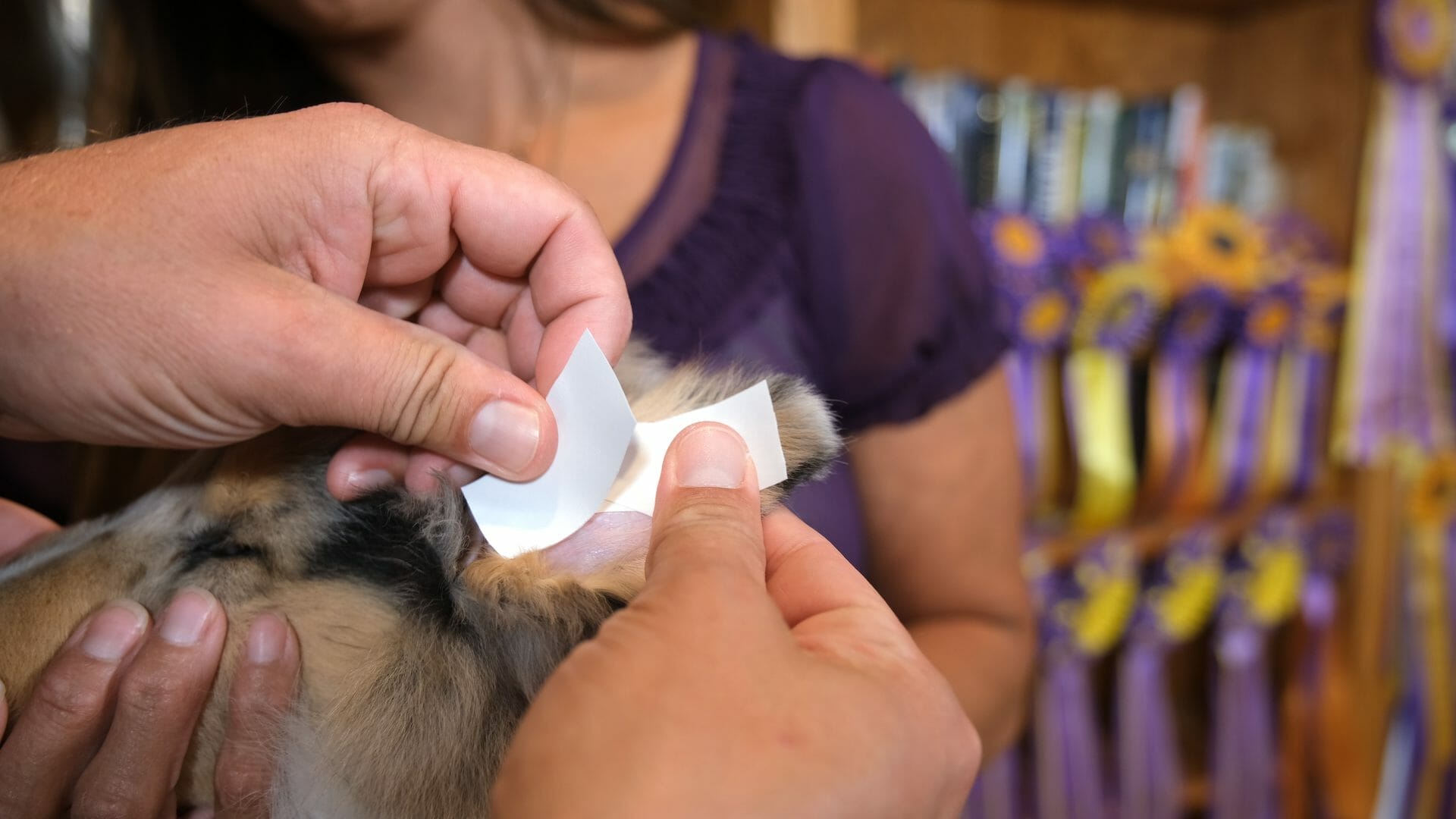 Applying Japanese tape to Collie puppy ear