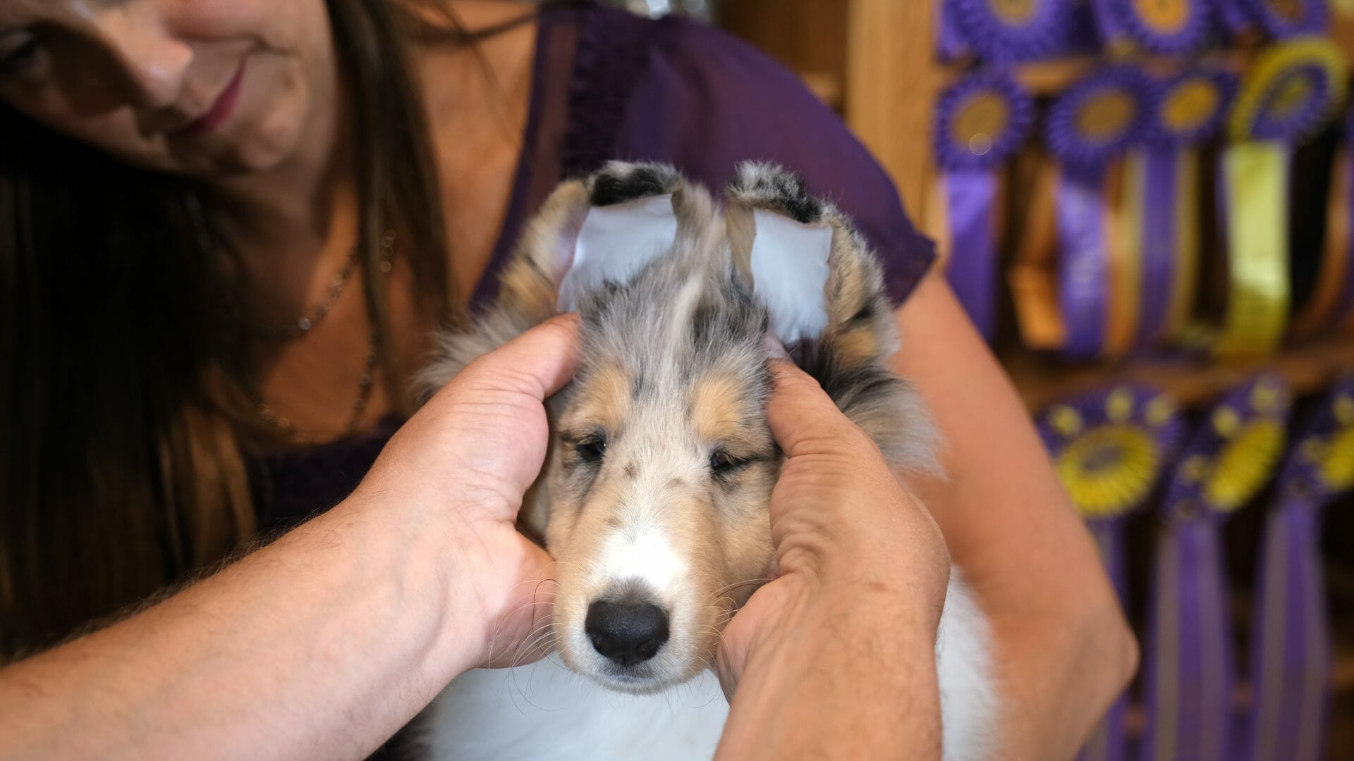 Collie puppy ears with Japanese tape