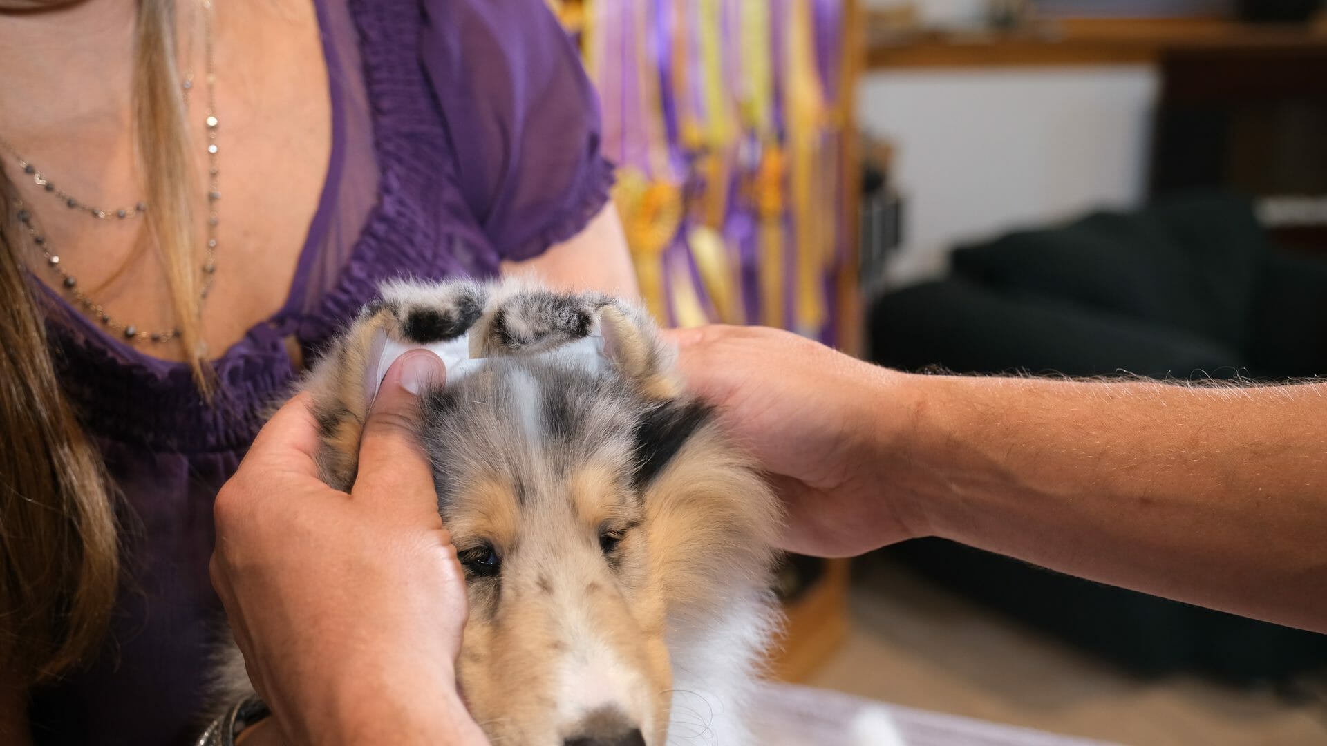 Collie puppy ears in tapes