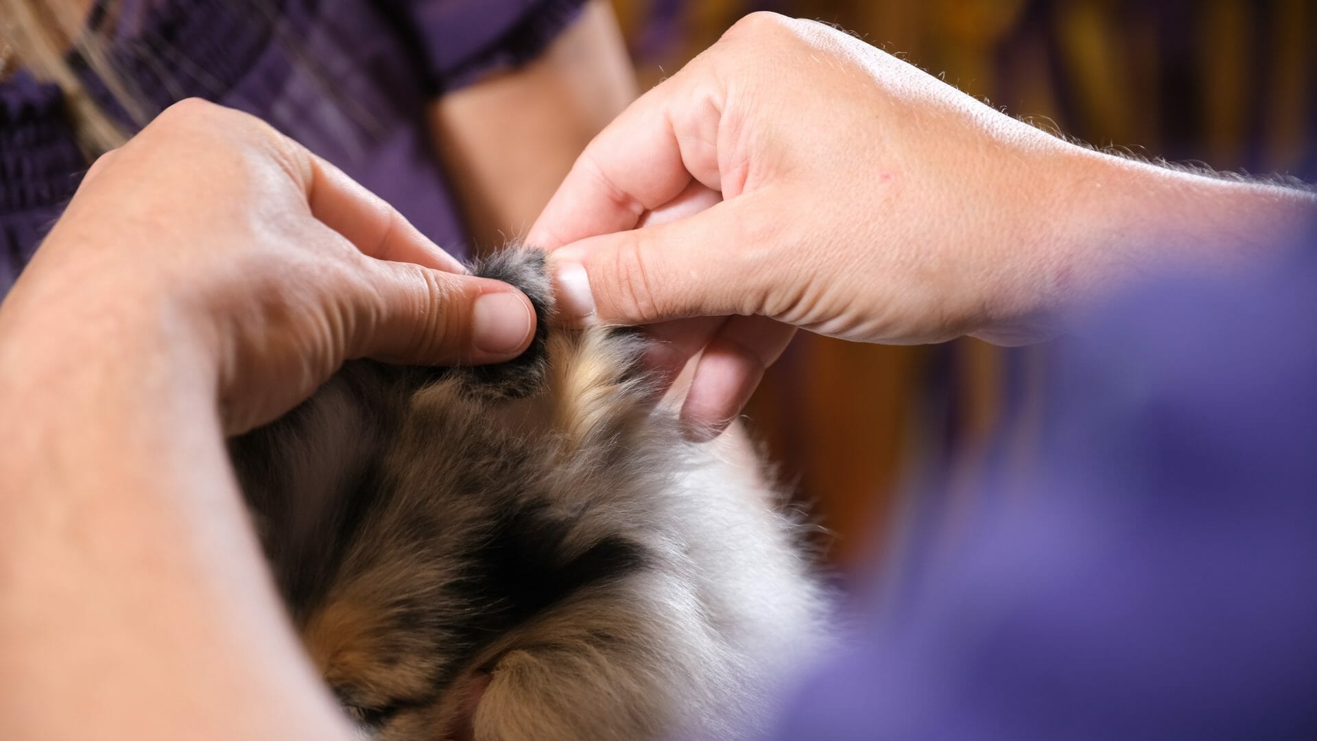 Fold Collie puppy ear tip over