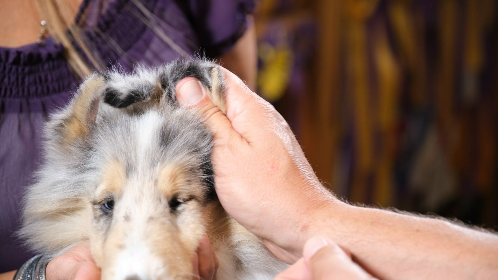 Press Collie ear tip down