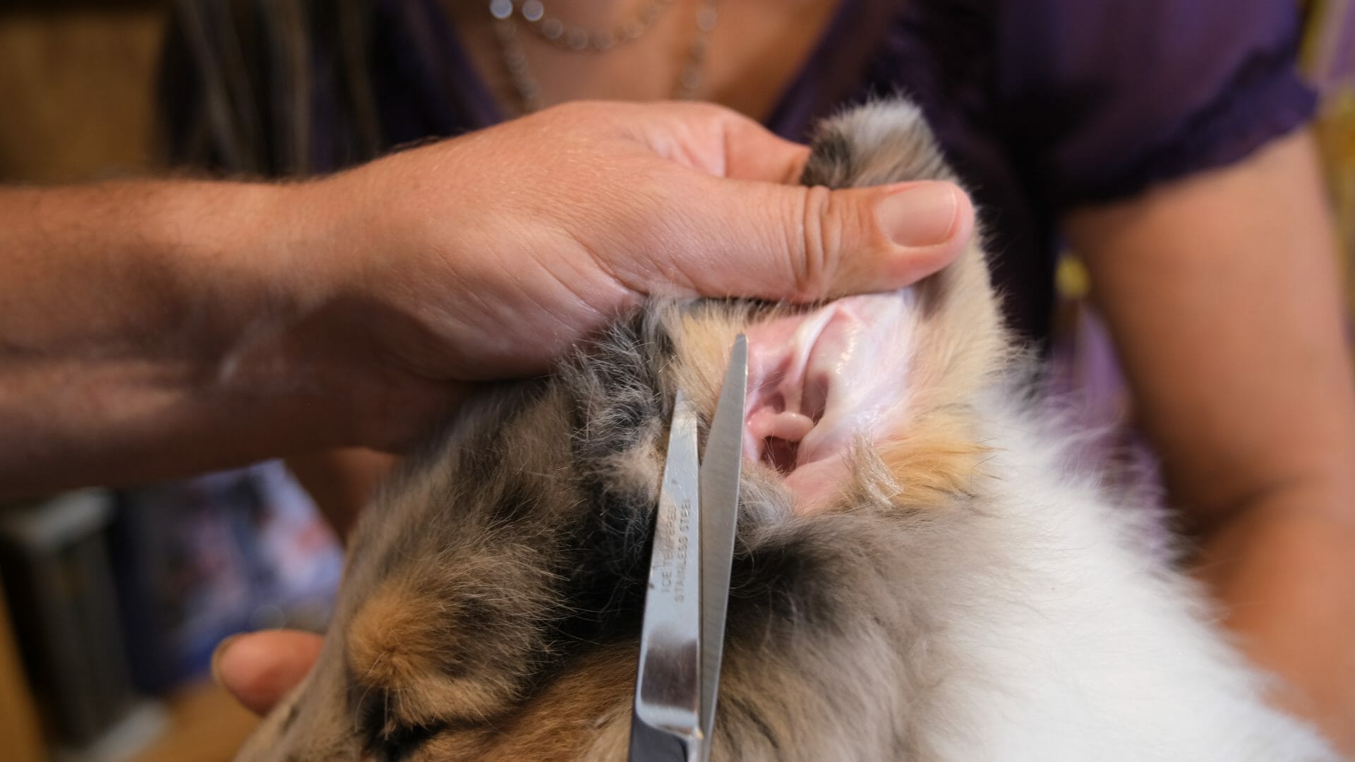 Trimming hair in Collie puppy ear