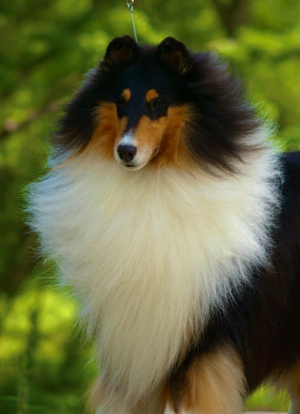 Tri-Color Rough Collie - Ch. Wyndlair Cherokee Exclamation expression