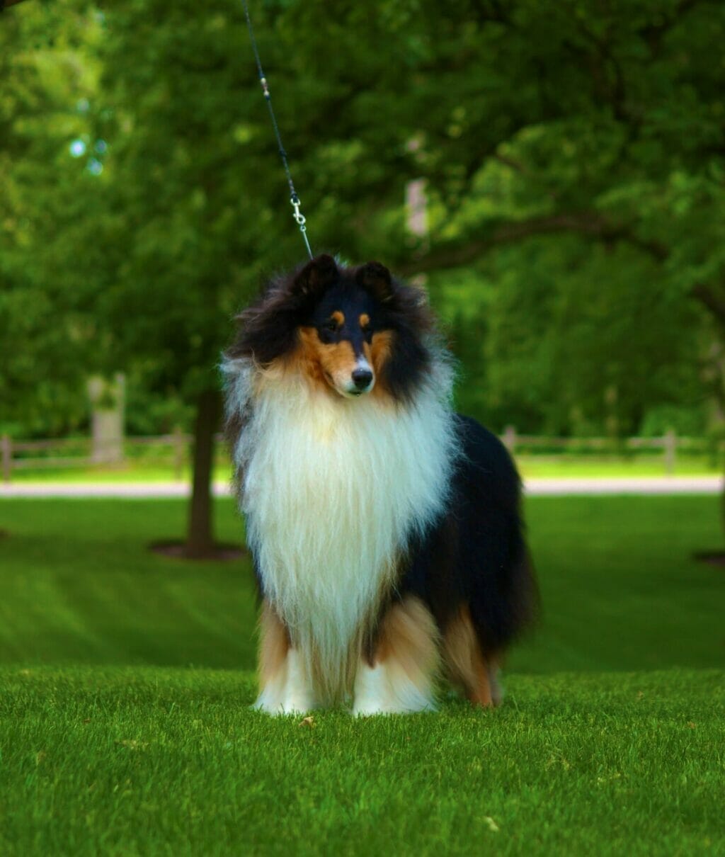 Tri-Color Rough Collie - Ch. Wyndlair Cherokee Exclamation head turned