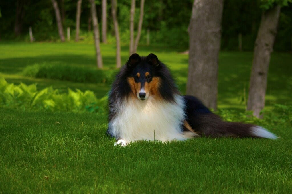 Tri-Color Rough Collie - Ch. Wyndlair Cherokee Exclamation laying in grass