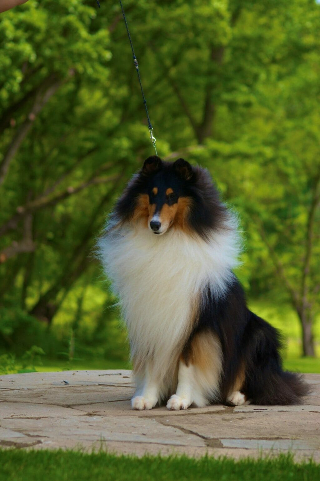 Tri-Color Rough Collie - Ch. Wyndlair Cherokee Exclamation sitting on patio
